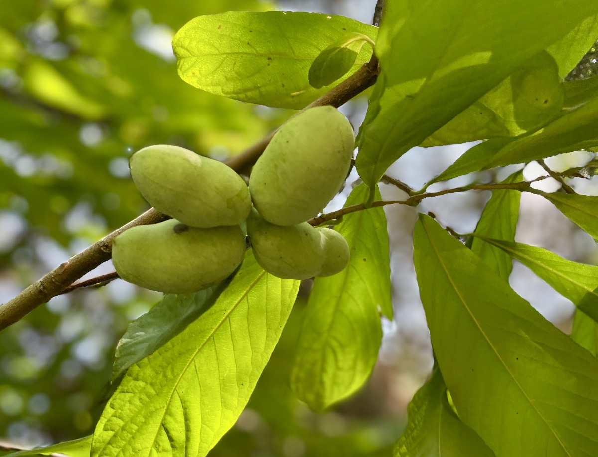 tree